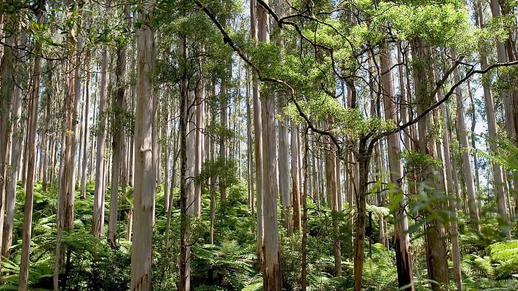 native flora in Australia