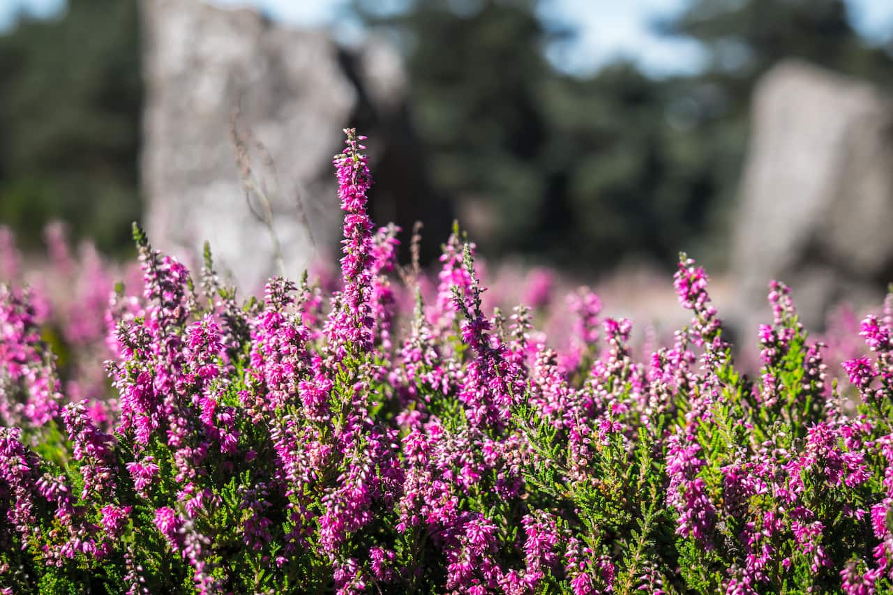 nature, grass, blossom, plant, field, meadow, flower, purple, herb, botany, garden, pink, flora, wildflower, flowers, shrub, heather, erica, heide, erika, heathland, flowering plant, l neburg heath, calluna, annual plant, land plant