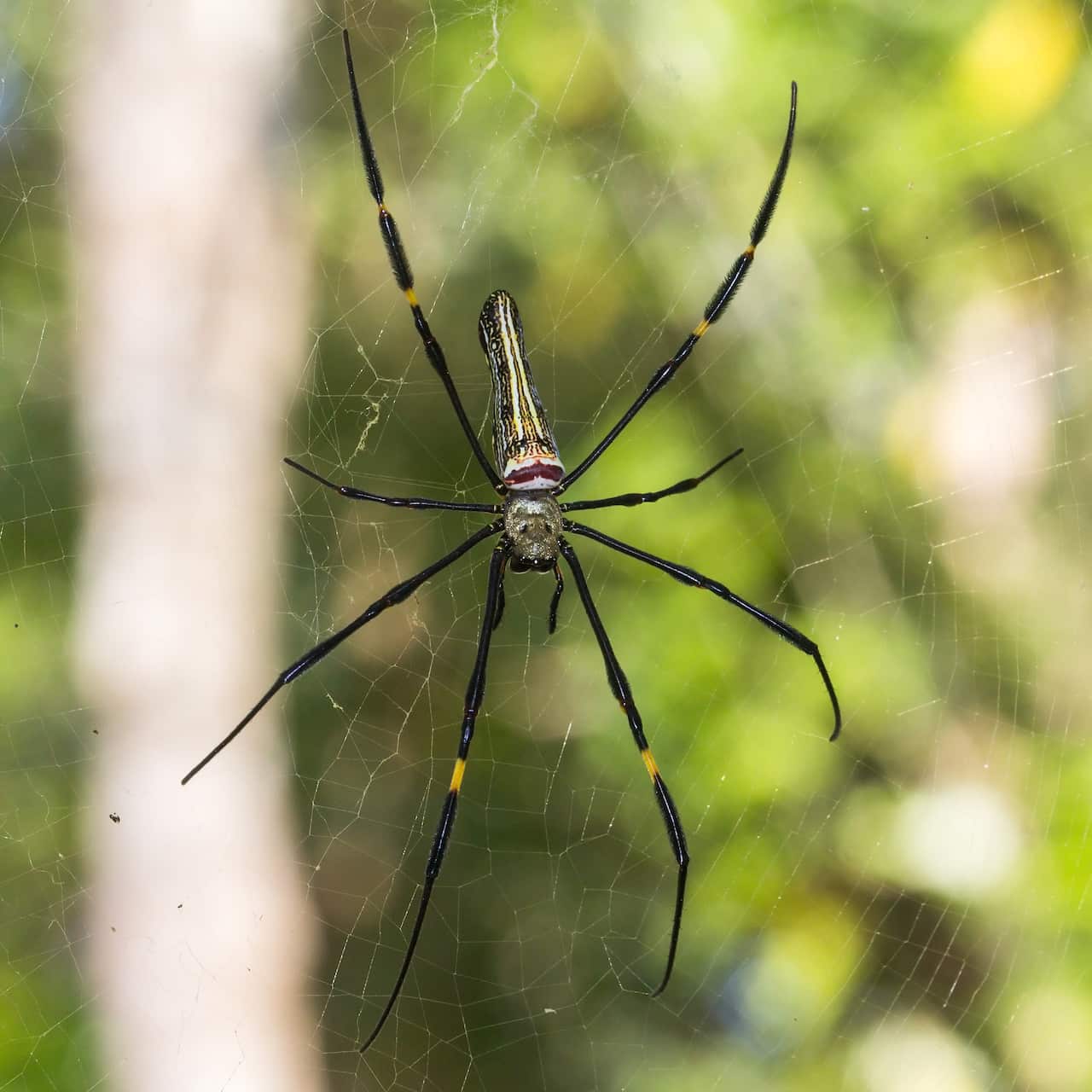 Nephila pilipes female, Bangunjiwo, Bantul 2015-09-19. Legs were about 10-15cm from tip to tip