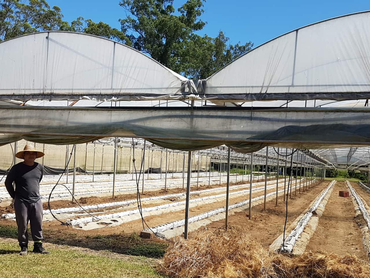 Anh Nguyễn Kim Tuyến trong nông trại dưa leo