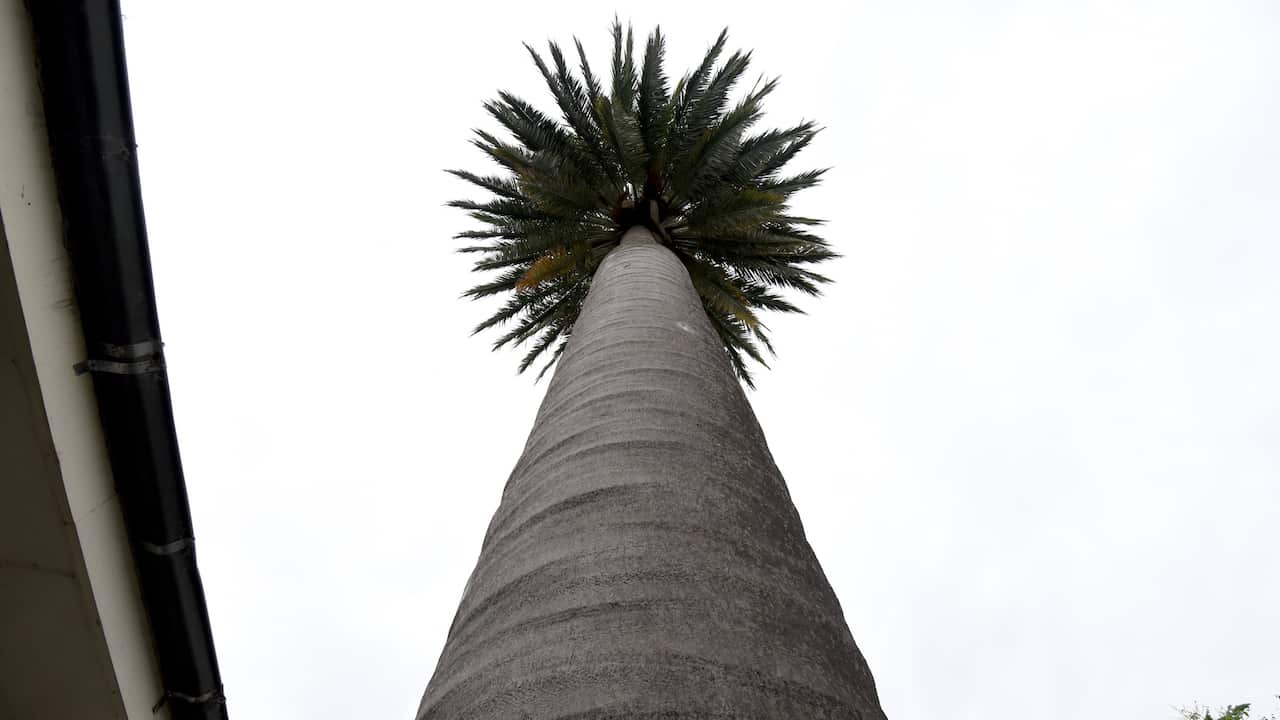 Chile Wine Palm 