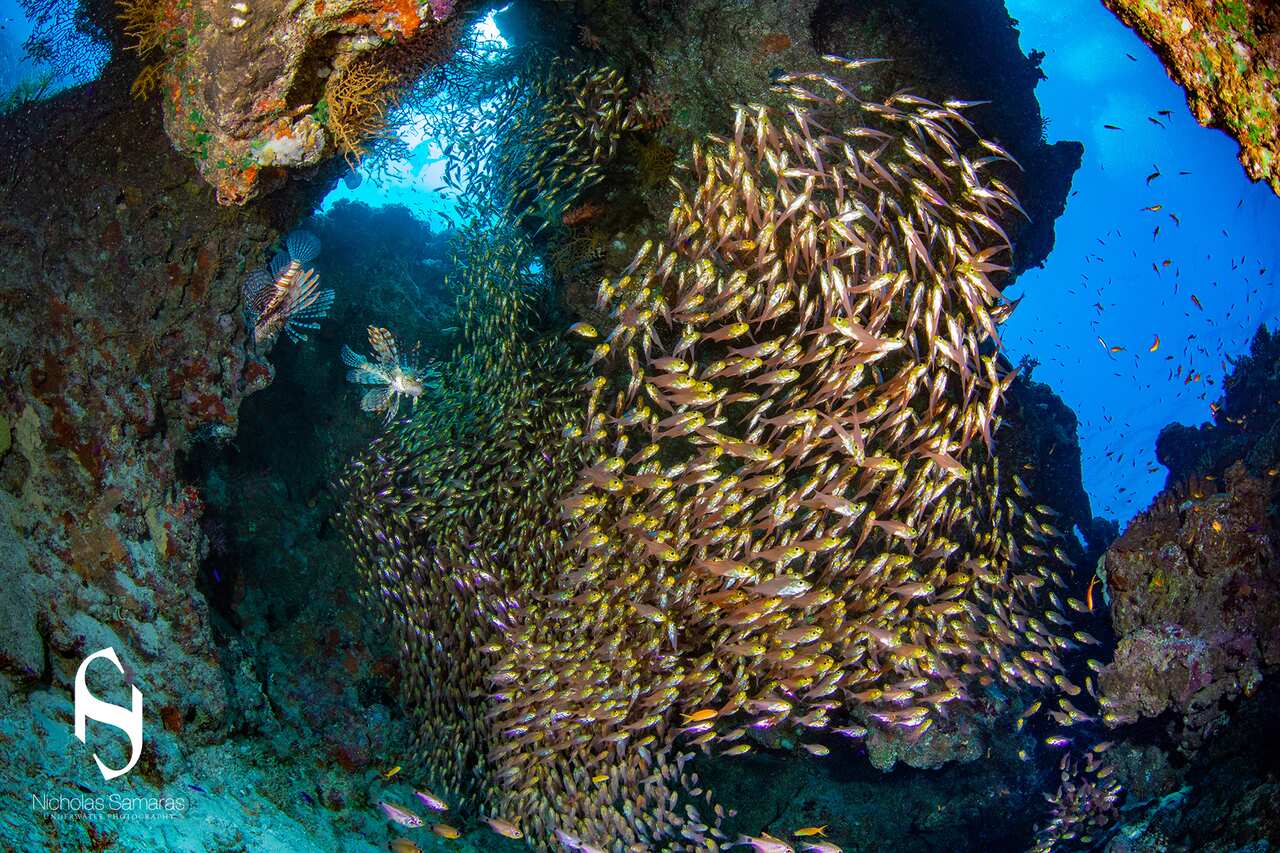 Κοπάδι ψαριών