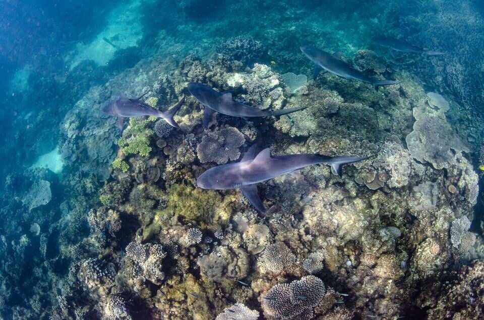 La Ningaloo Reef è abitata da circa 500 specie di pesci tropicali.