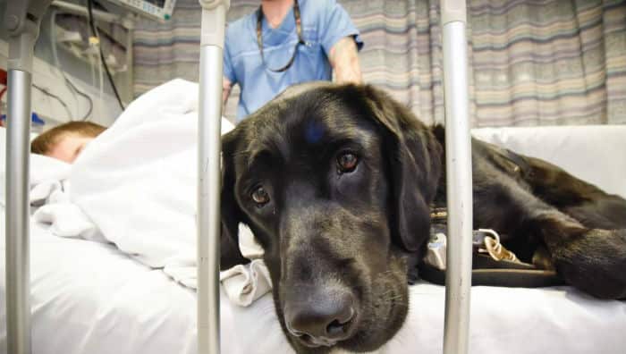 Where James Isaac goes, Mahe follows – even into the boy's hospital bed.