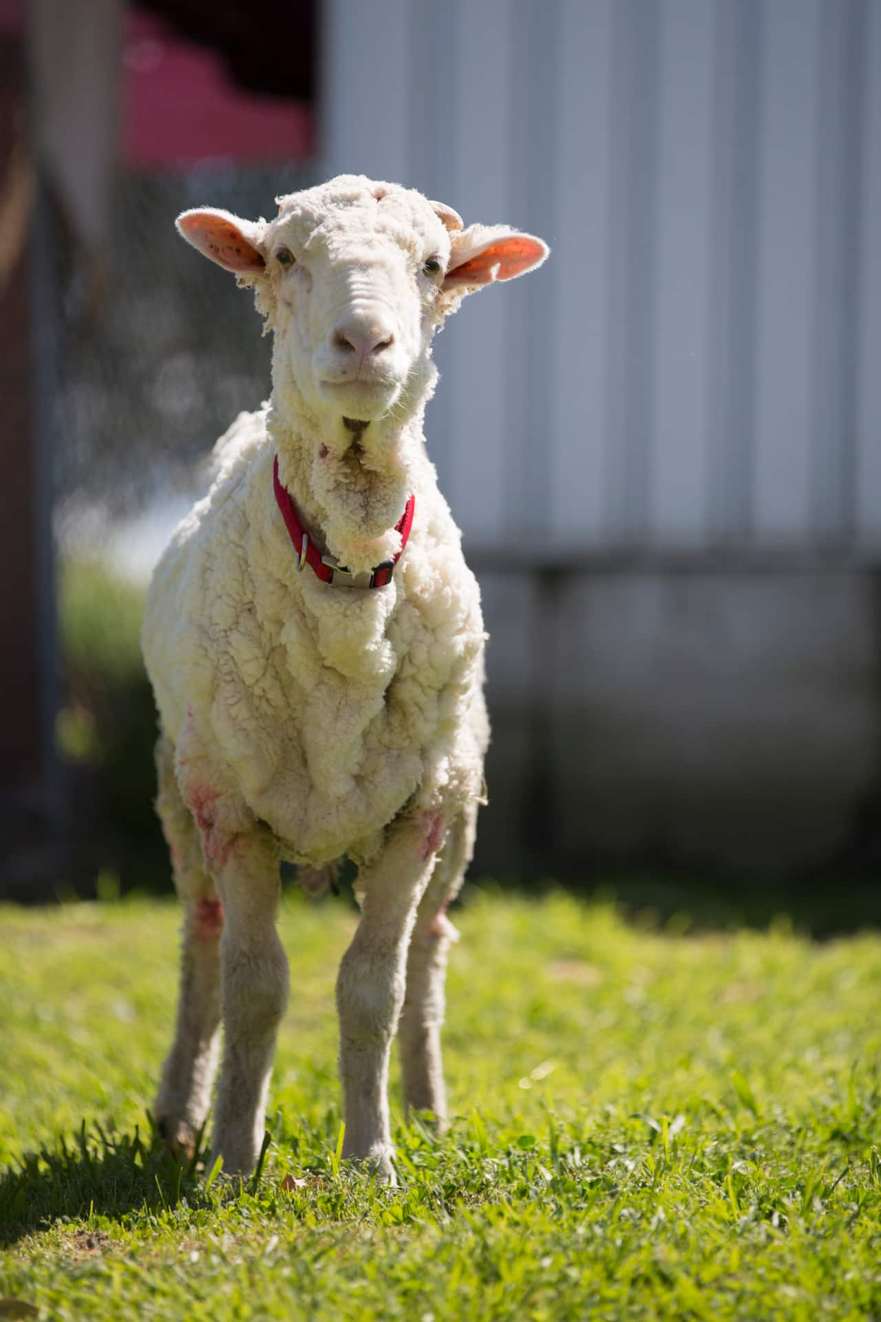 Chris the sheep, known for holding the world record for the heaviest fleece, has died.
