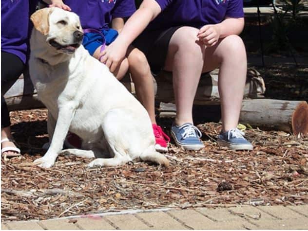 The school also has a therapy dog, Pippa. Christie Downs Primary School