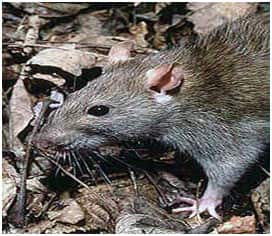 norway rat 