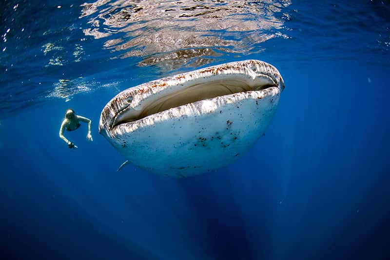 Swim with a Whale Shark in Alif Dhaal Atoll, Maldives