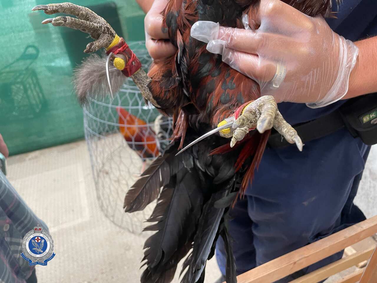 جاسازی تیغه‌های فلزی در پای خروس