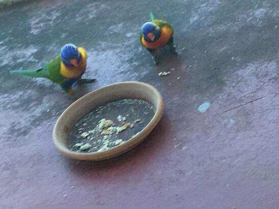lorikeets
