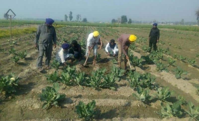 SGPC farm attached with the Gurdwara Gurusar Satlani Sahib near Attari