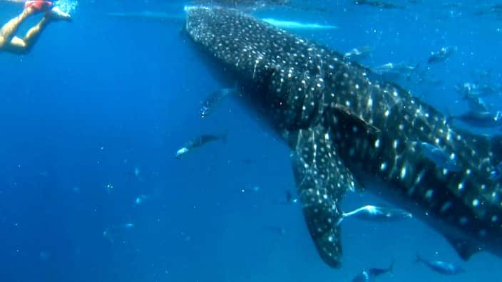 Whale shark in Oslob, Cebu