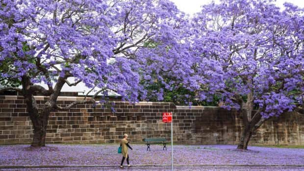Jacaranda in Oxford street