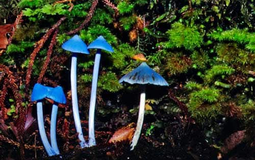 blue mushroom