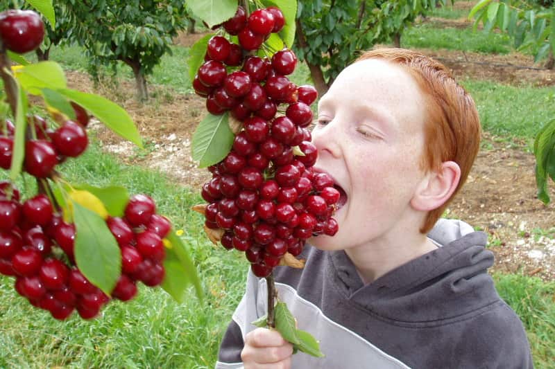 Eating cherries