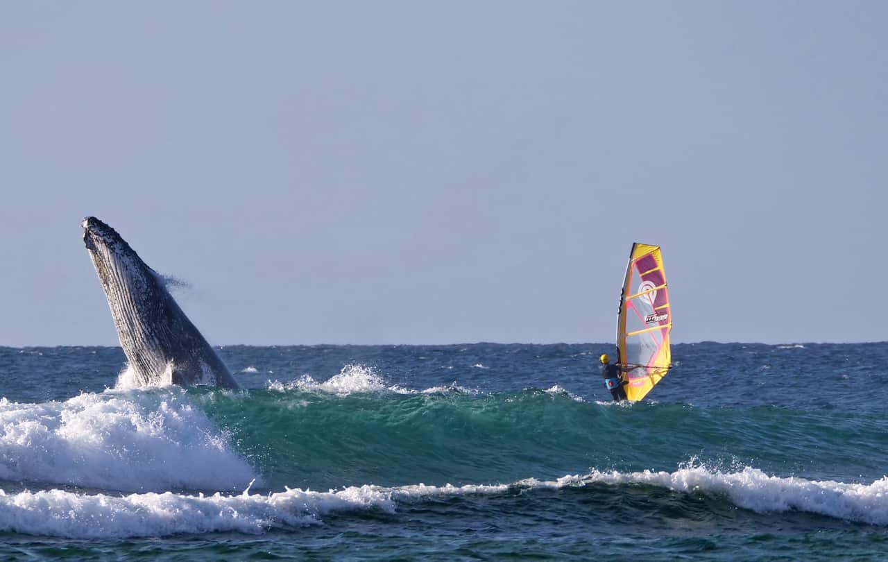 Federico Infantino whale