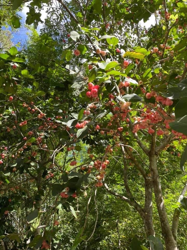 ชมพู่ที่ออกลูกเต็มต้นในสวนของป้าแชลลี่