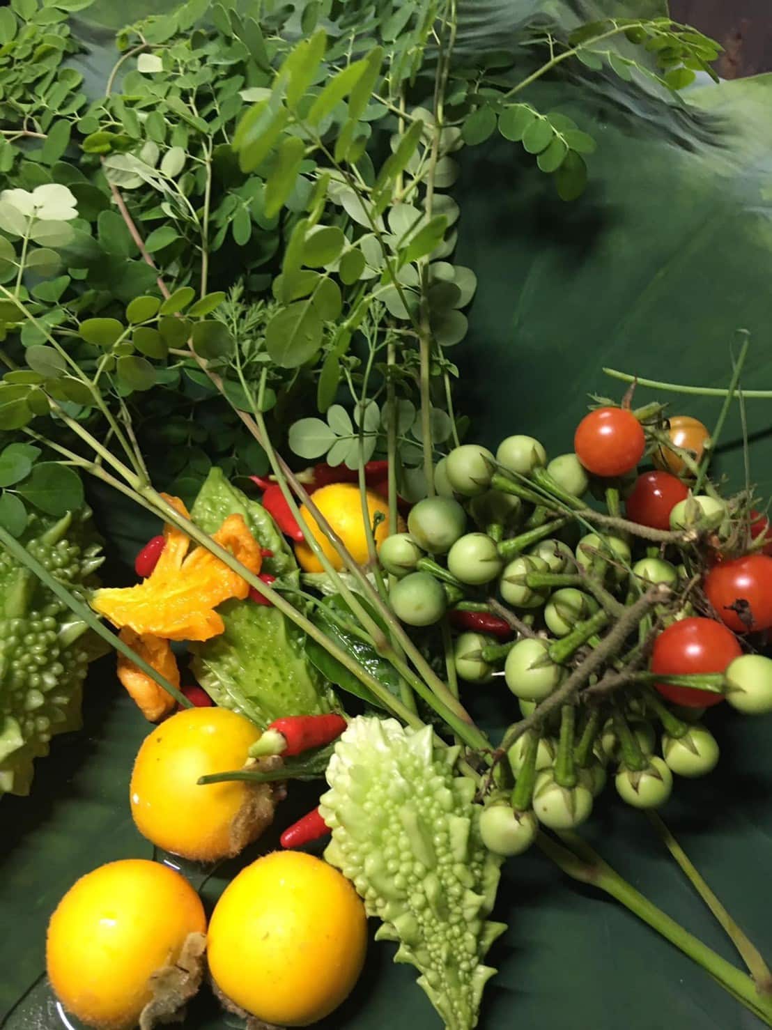 พืชผักสมุนไพรที่เก็บมาสดๆ จากในสวนของป้าแชลลี่