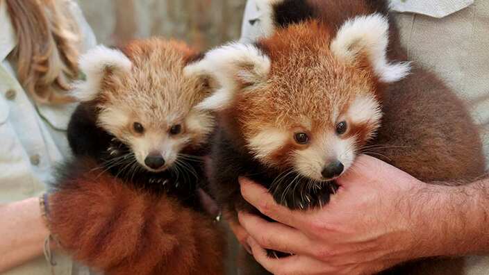 Sydney's Taronga Zoo is celebrating the birth of red panda triplets.