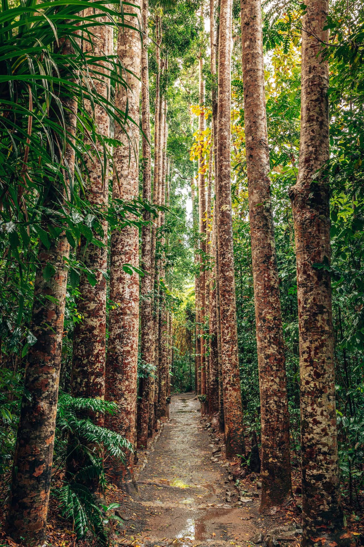 Los Kauris son unos árboles llegan a medir hasta 50 metros de altura.