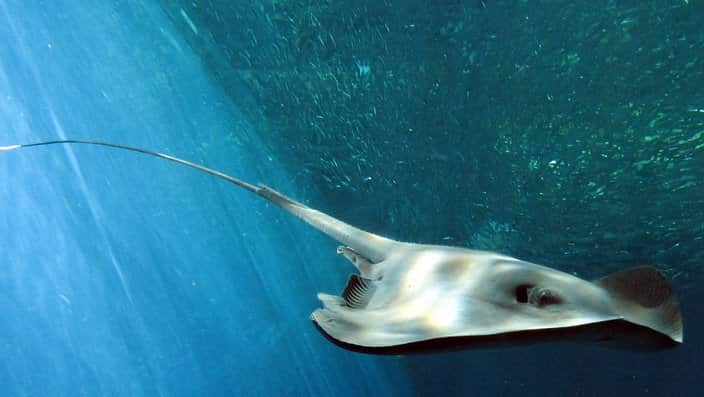Stingray fish 