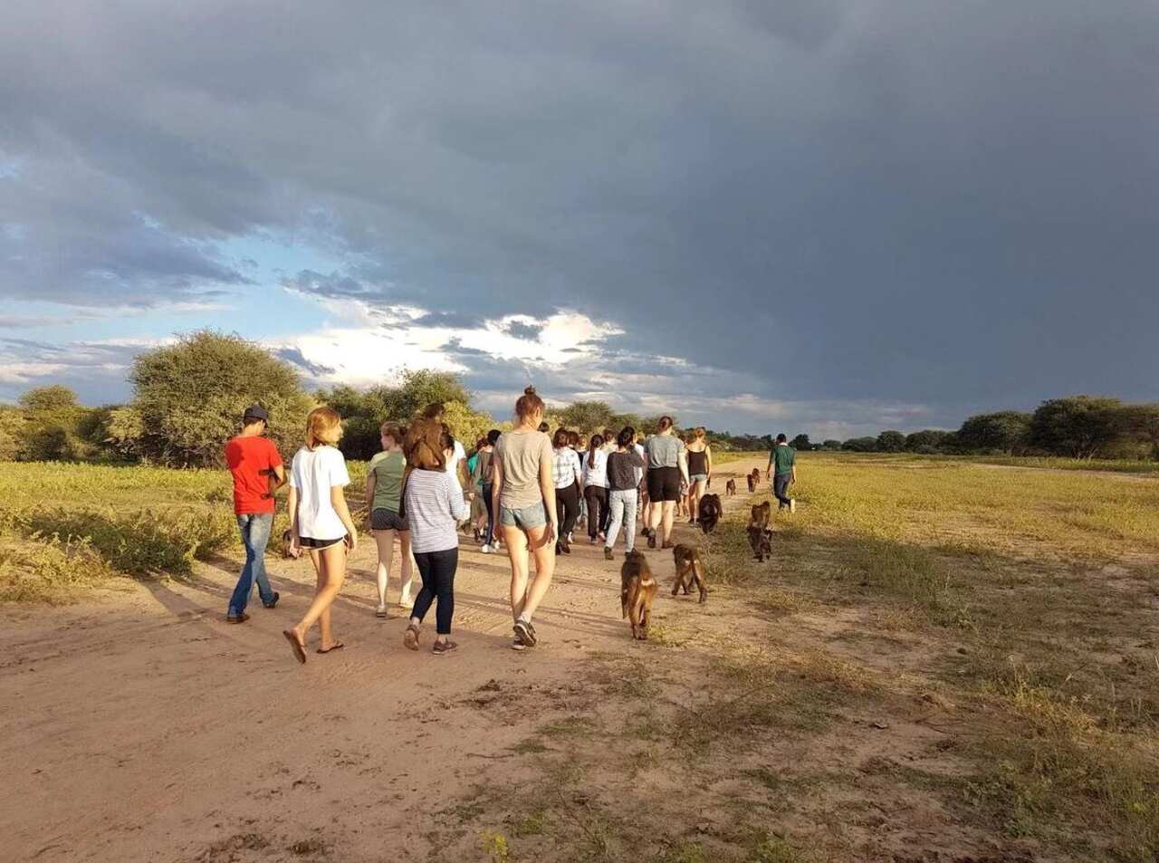 Peng and other volunteers walk baboons in Africa