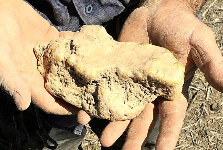 Source: Minelab