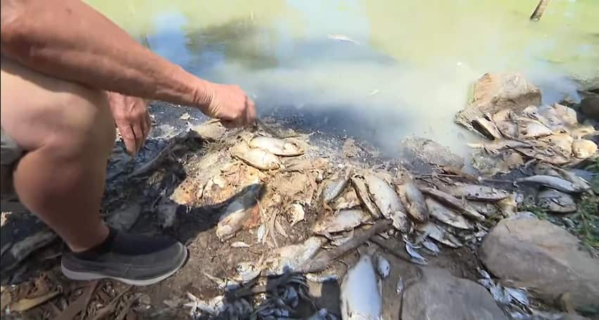 Dead fish in the Darling River (SBS)