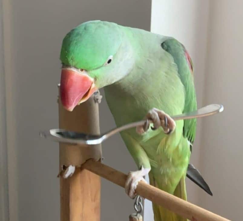 Parrot with a spoon