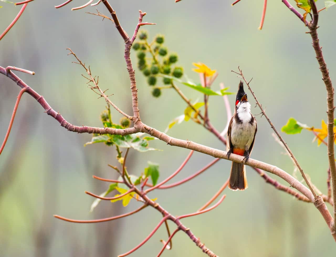 Nepali Bird