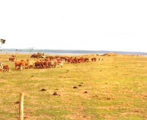 Omaru Farm_Philip island