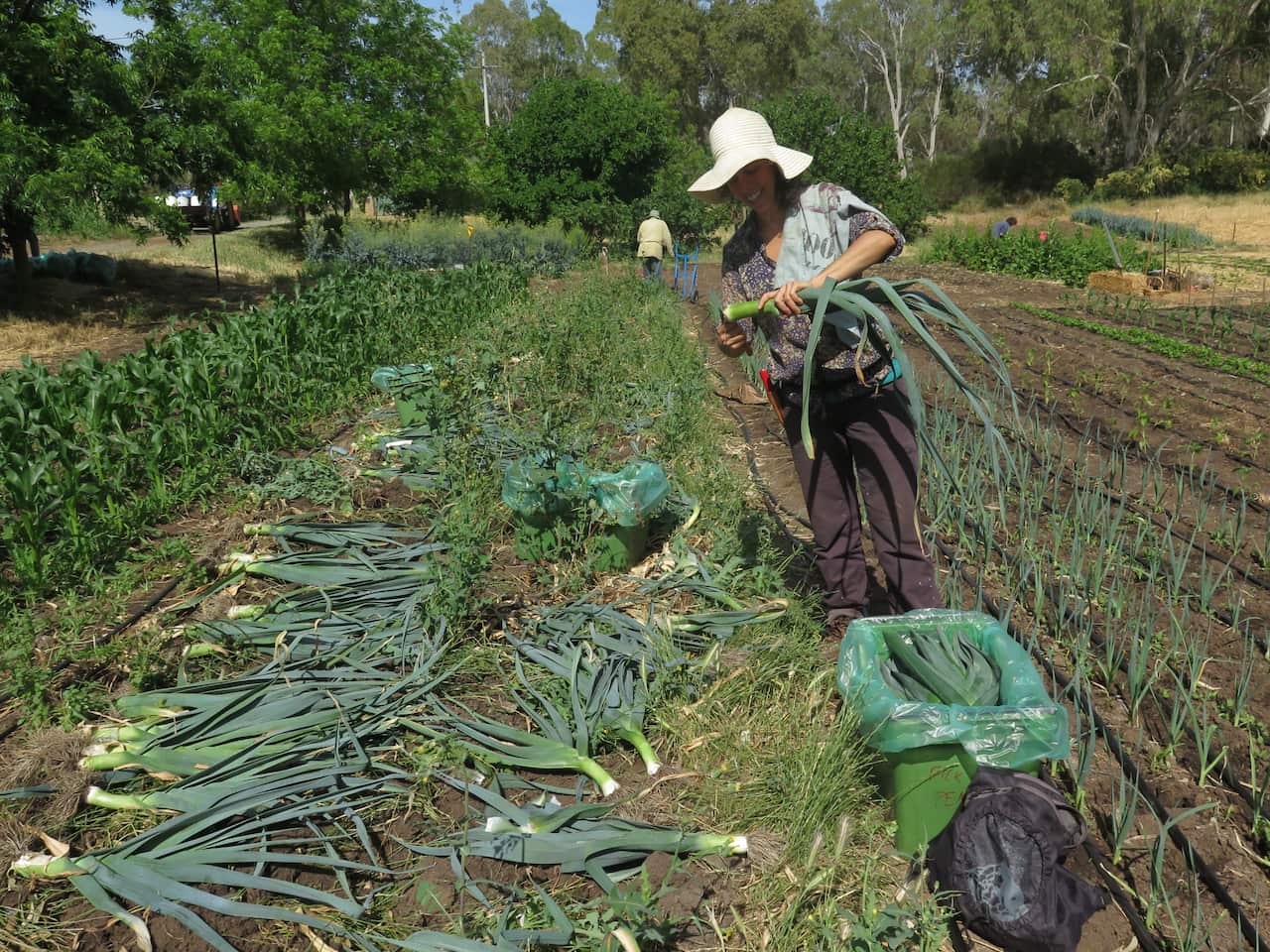 Eunice a apanhar alho francês na quinta Food Forest para vender no Adelaide Farmers´Market