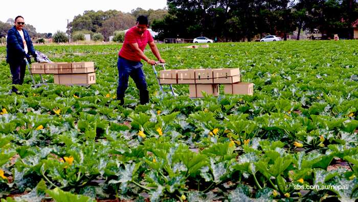 Nepali Farmers Deepak Bista and Deepal Lama Ghising at their farm in Adelaide, South Australia
