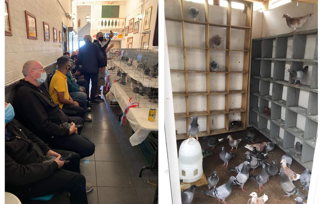 pigeon racing pakistani australian