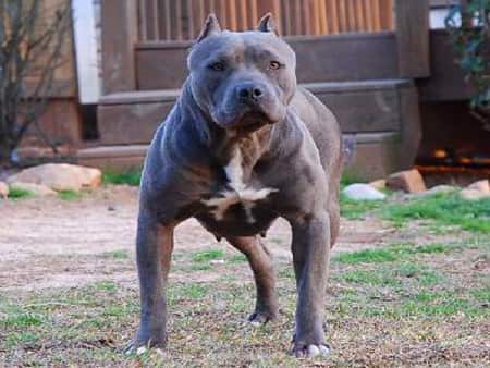 Pitbull