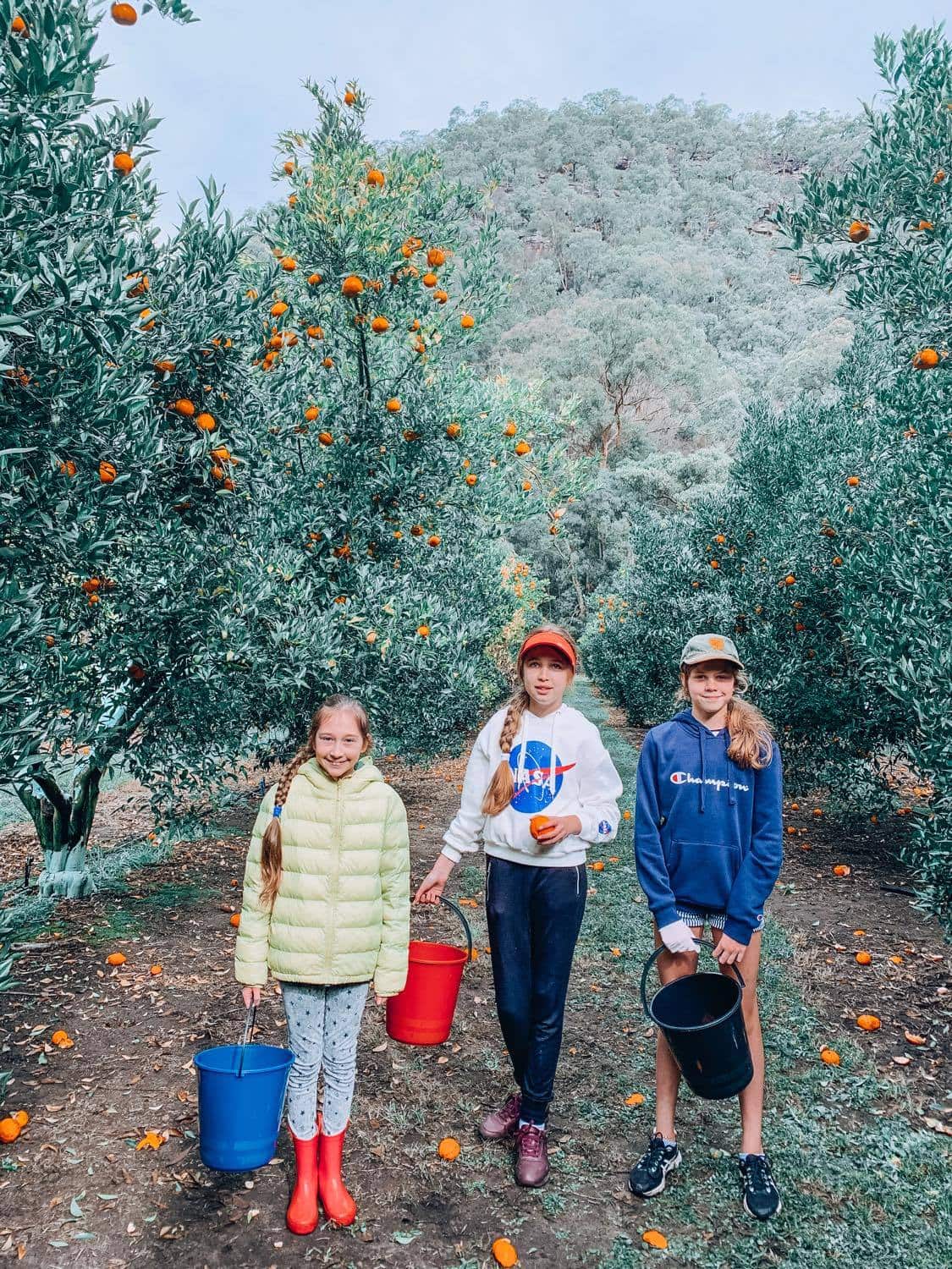 Mandarins