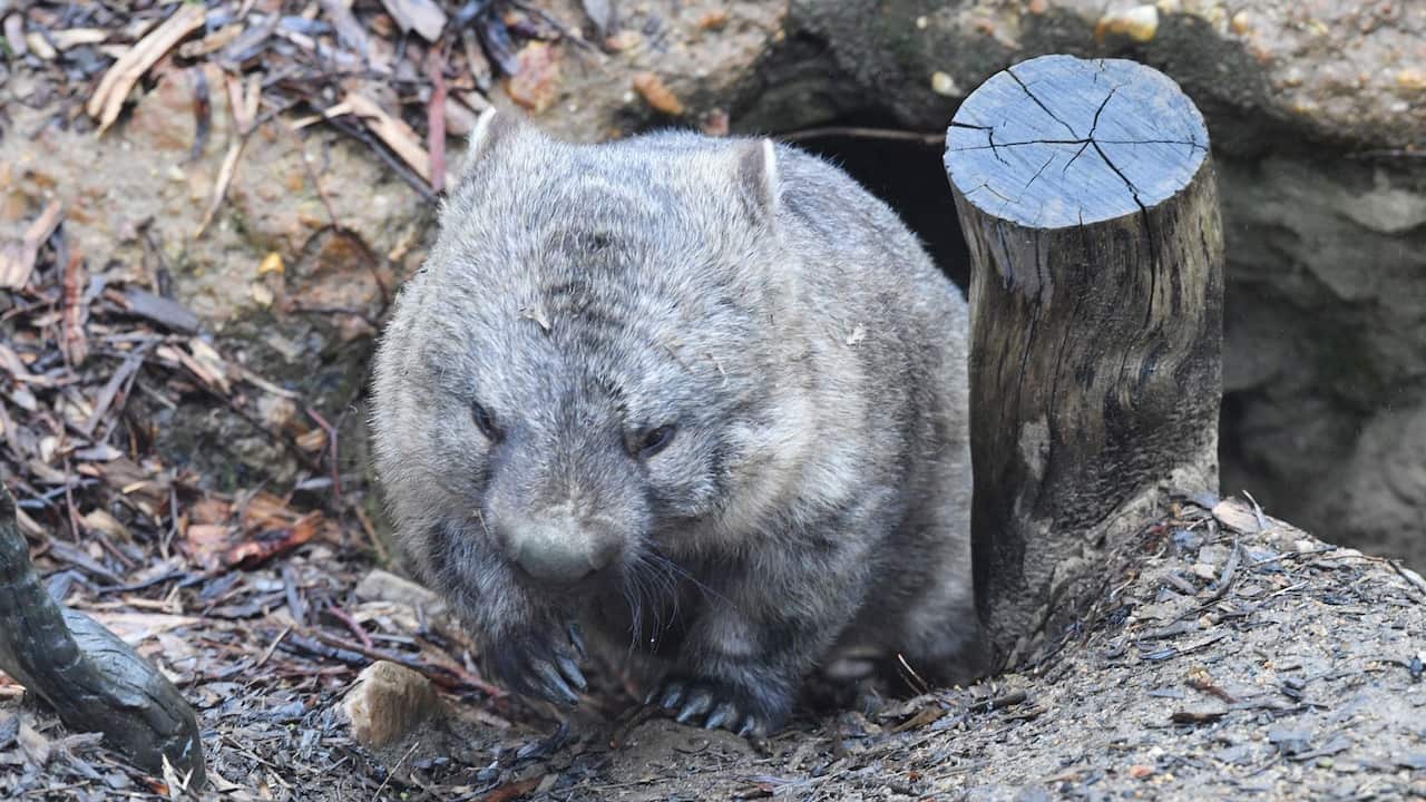Ein Wombat vor ihrer Höhle