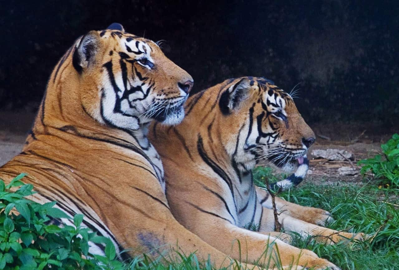 A couple of Bengal Tigers are seen resting at the central Zoo in Kathmandu, Nepal, 26 August 2012. According to a tiger census conducted last year, a total of 121 breeding tigers live in protected areas in the country.