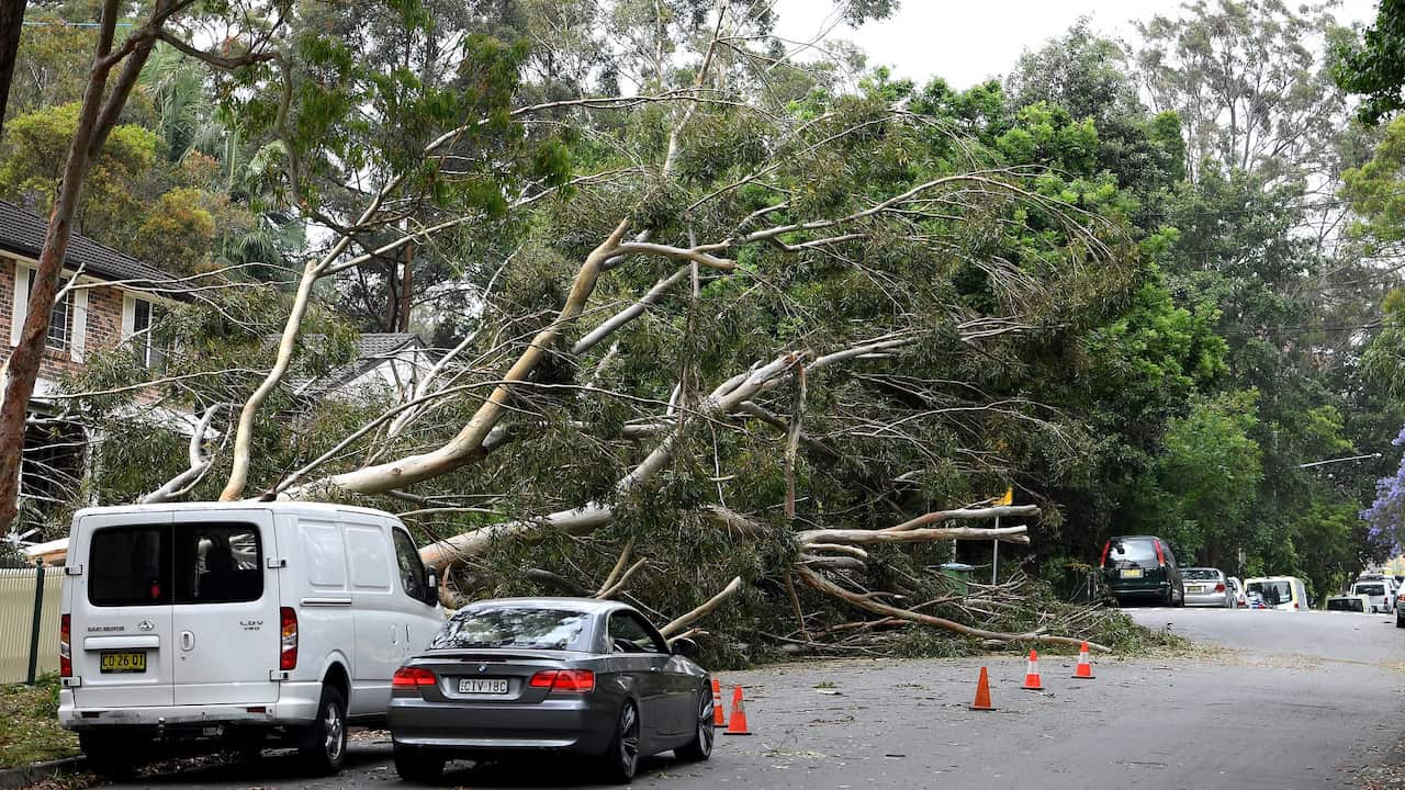 Storm damage is seen in Gordon, north of Sydney, Tuesday, November 26, 2019. A severe fast moving thunderstorm has passed over Sydney resulting in fallen trees and downed power lines in several Sydney suburbs. (AAP Image/Dan Himbrechts) NO ARCHIVING