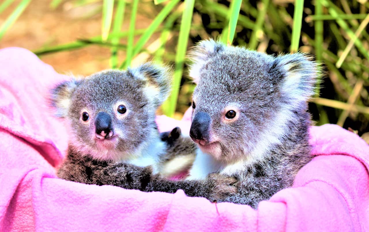 Koalas at the Australian Reptile Park  in Somersby, NSW. 
