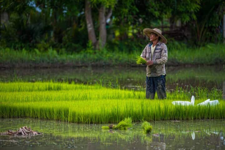 406-dip-in-agri-contributionto-2020-gdp-negligible-da-chief.jpg
