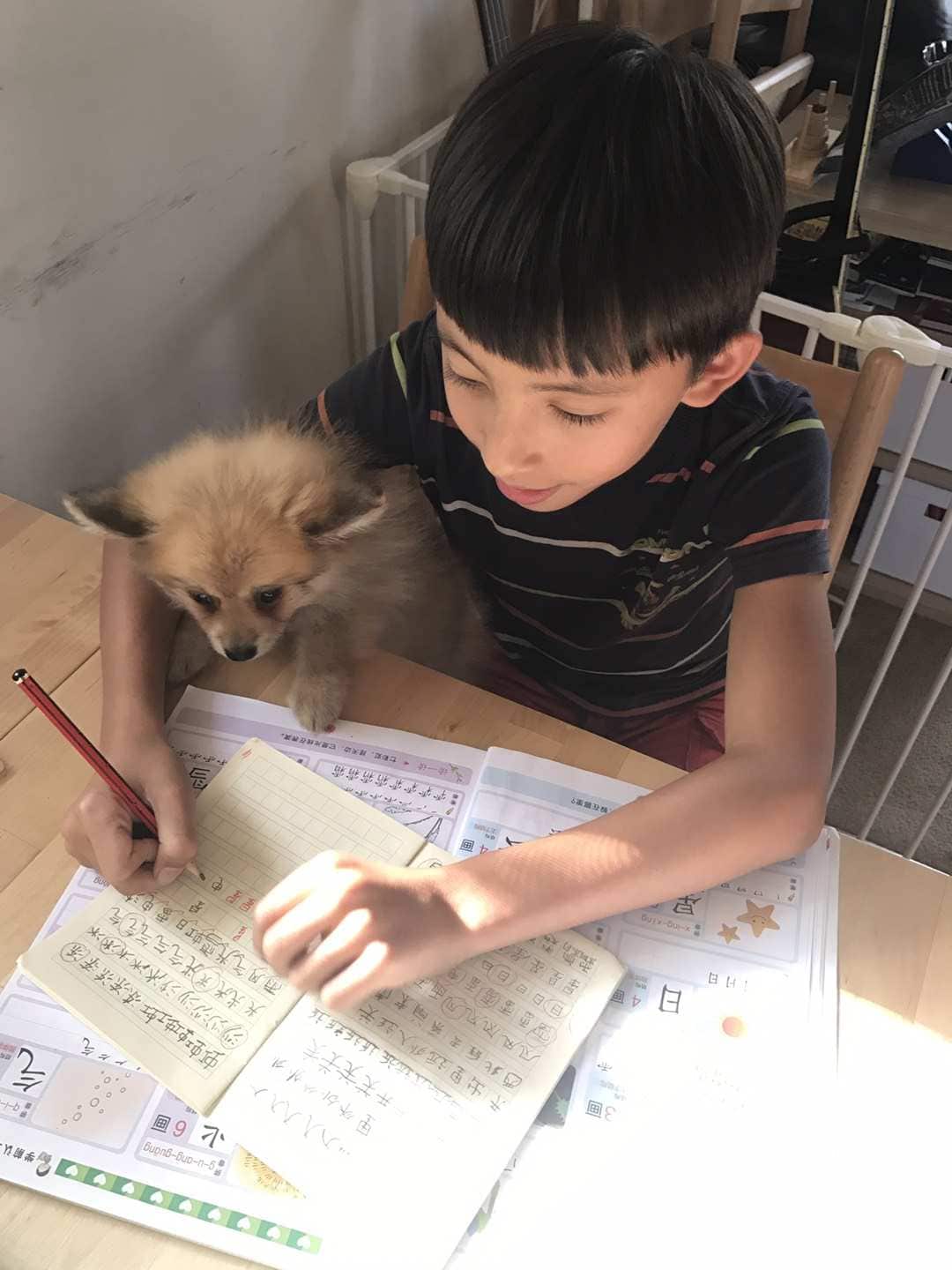 Kiki的儿子和小狗在一起写作业