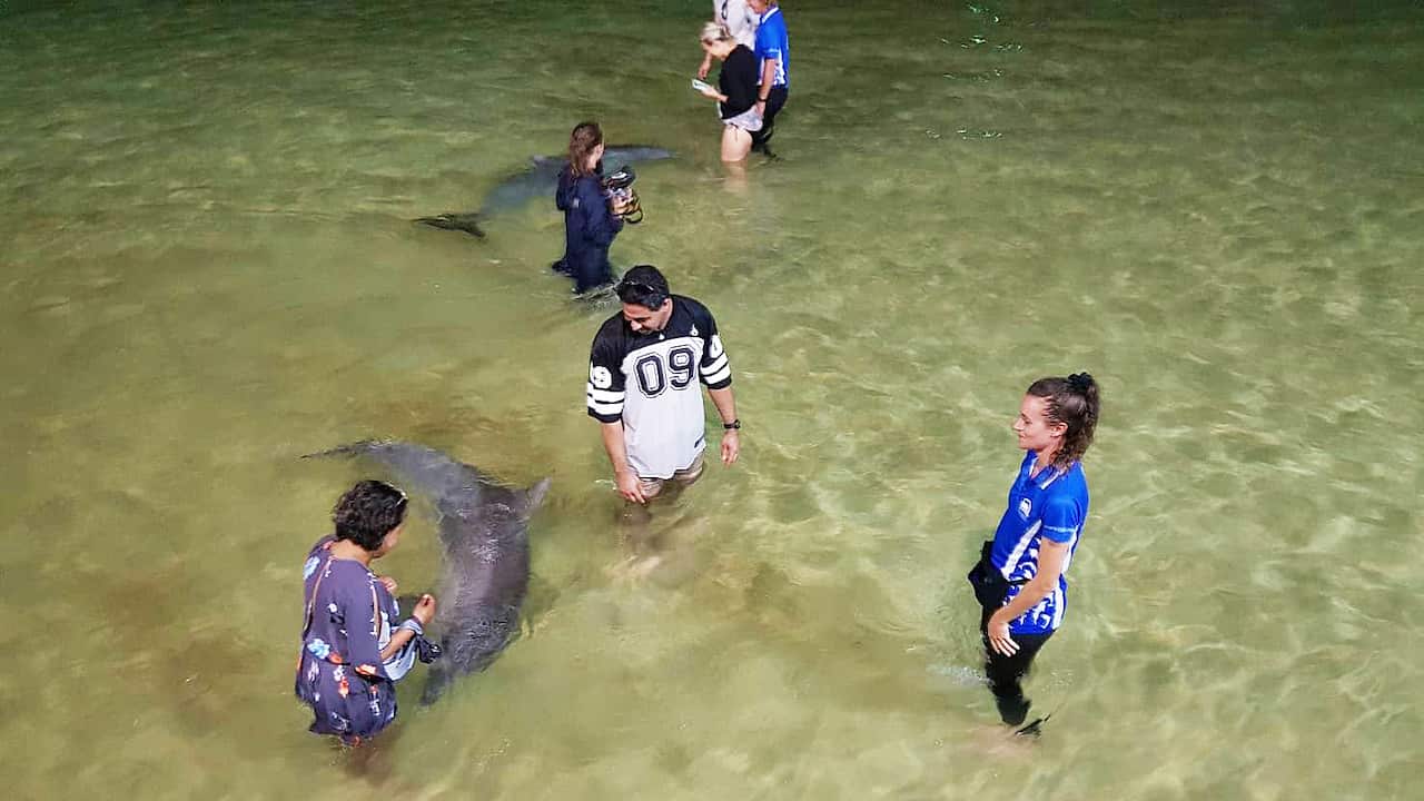 Image of people feeding wild dolphins on Moreton Island