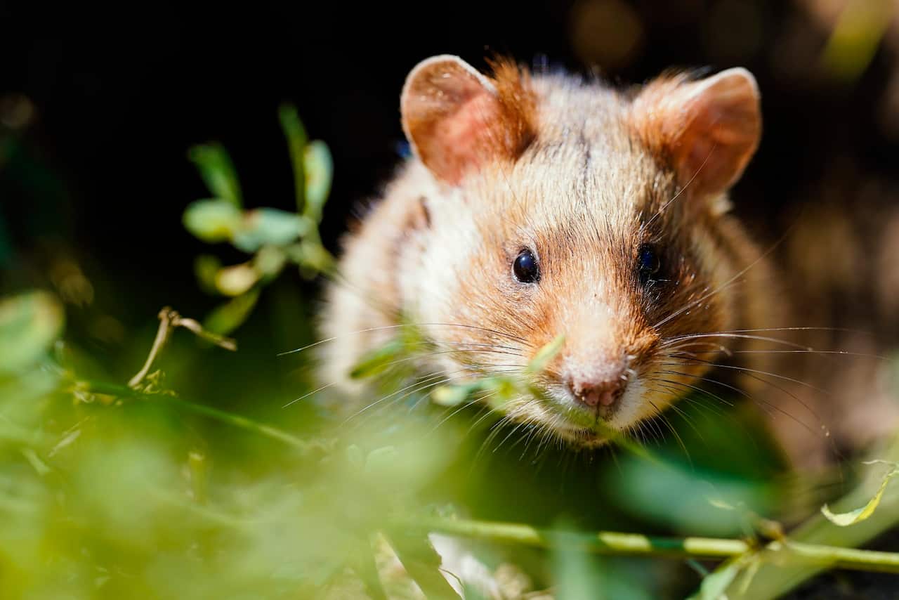 Cientistas afirmam que os ratos Hamsters são os animais que melhor imitam melhor a reação da COVID-19 em humanos