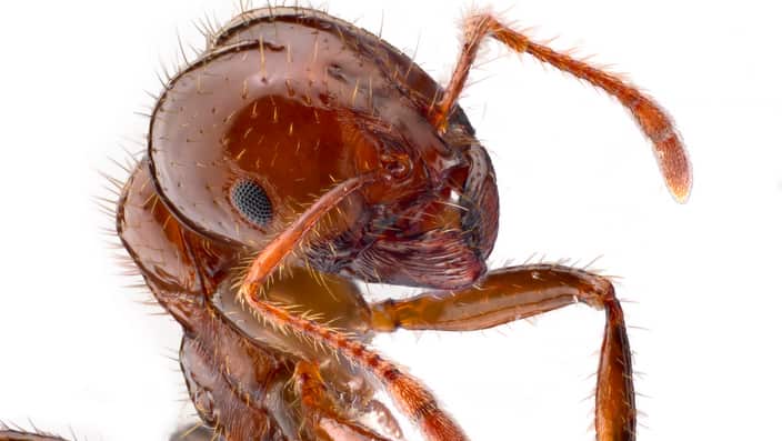 Portrait of a red imported fire ant, Solenopsis invicta. 
