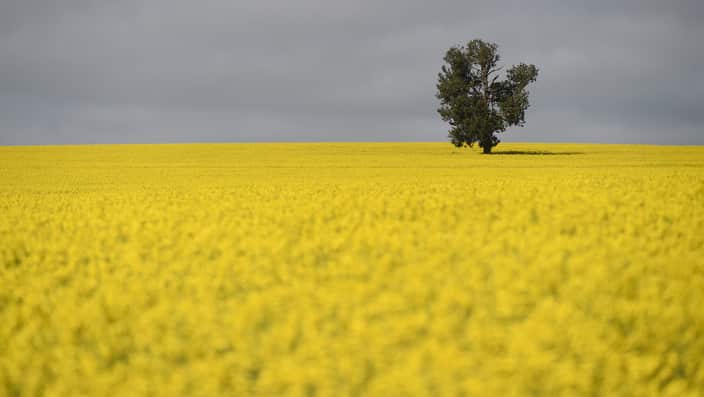 Canola field in the NSW Riverina area