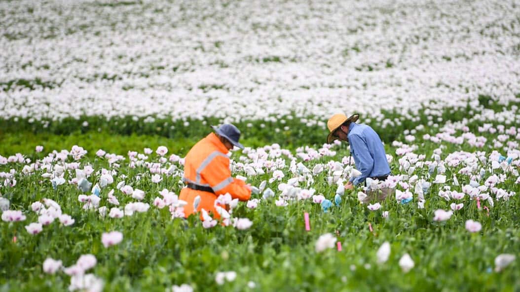 All farm workers entitled to minimum wage, Fair Work Commission rules.