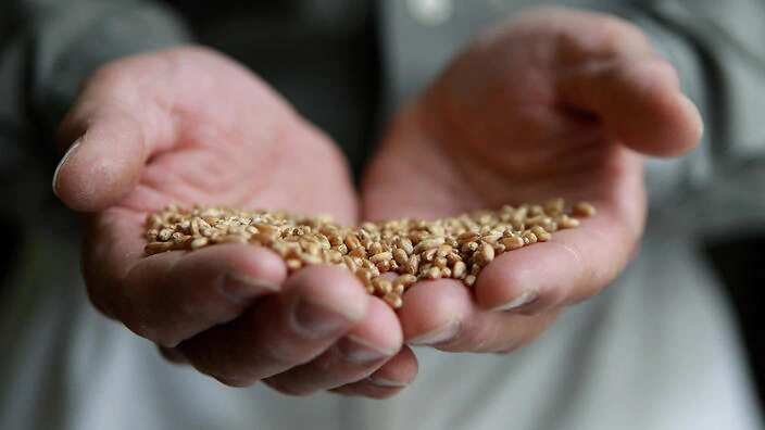 Wheat