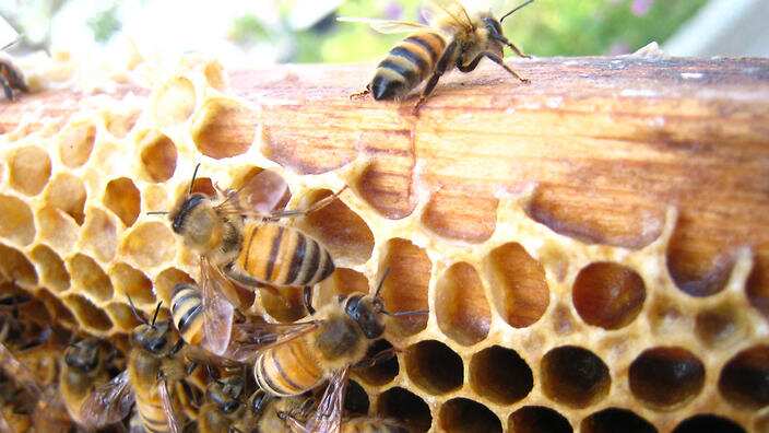 Bee Boop is a problem in Southern Tasmania