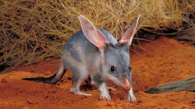 Bilby in the Central Desert